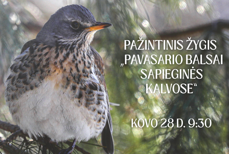 zygis_vizualas.png