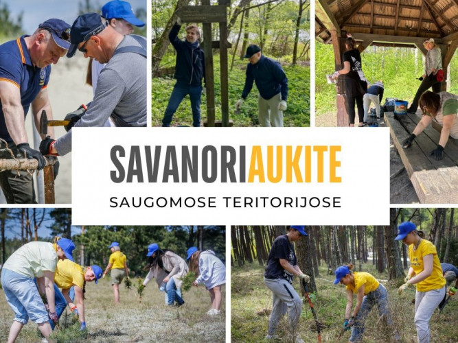 Savanoryste.jpg