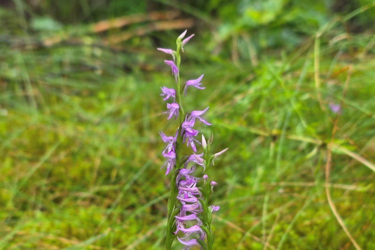 orchideja.jpg