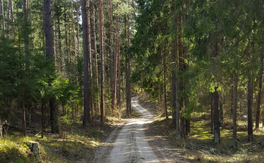 Takas.jpg