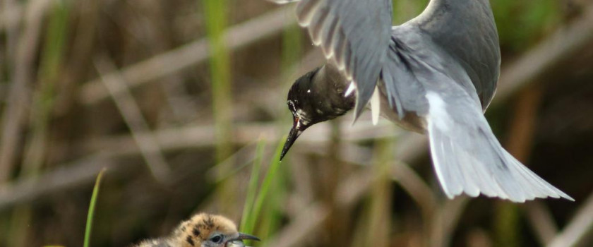 gm9r8630jpg_2-5d66cf914733e.jpg